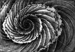 caracol