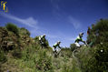 DH Race in Torrox, (Malaga, Spain). - Andalucia Cup.