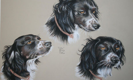 RETRATOS DE ANIMALES