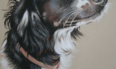 RETRATOS DE ANIMALES