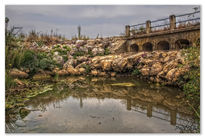 Reflejos en la charca