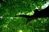 Bosque de Glendalough