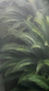 Palmeras en la niebla