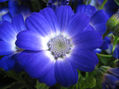 UNA FLOR PARA BAMBI