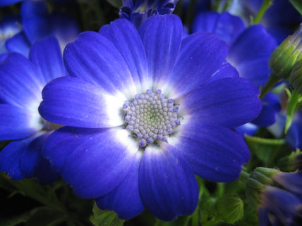 Una flor para bambi
