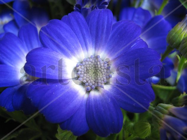 UNA FLOR PARA BAMBI