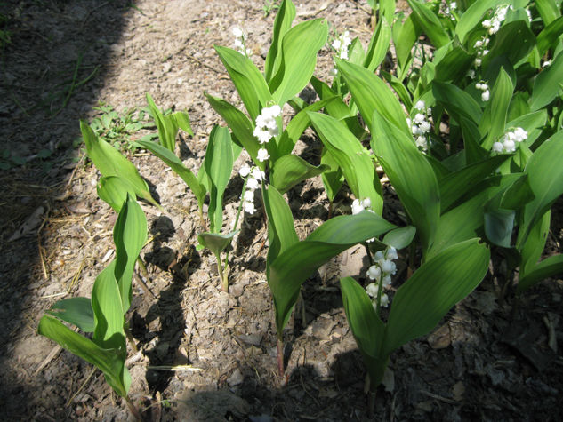 Felices fiesta del trabajo (El muguet) 