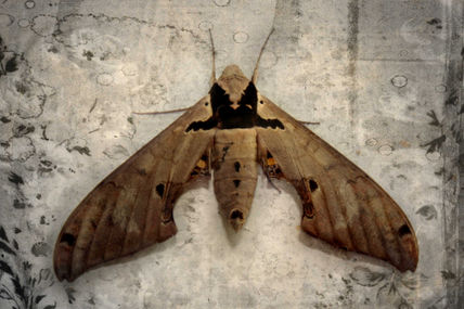 Polilla Texturizada