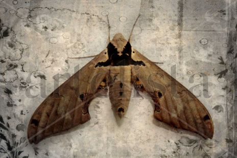 Polilla Texturizada