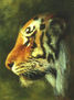 tigre bengala