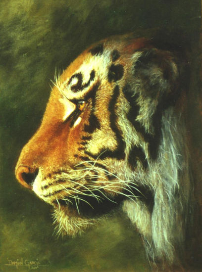 tigre bengala Acrylic Canvas Animals