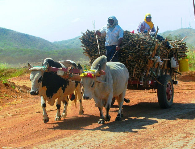 Zafra de la caña de azúcar