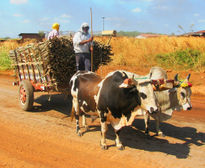 Zafra de la caña de...