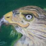 animales thumbnail 2