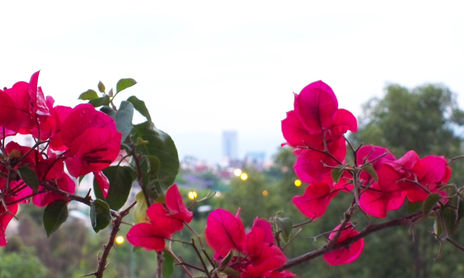 Flores