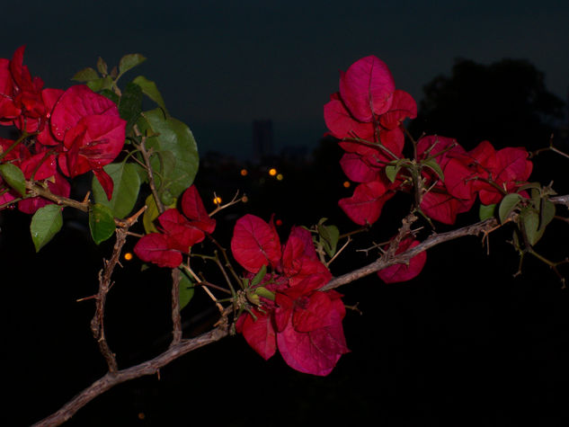 Buganvilia de noche 