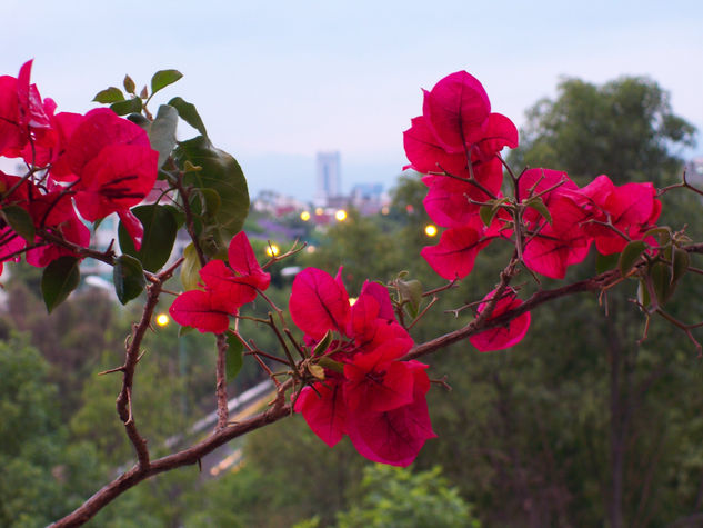 Buganvilias bonitas 