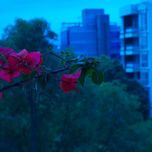Flores thumbnail 1