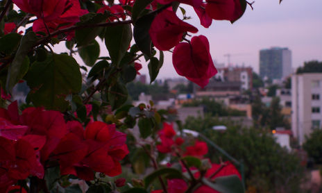 Flores