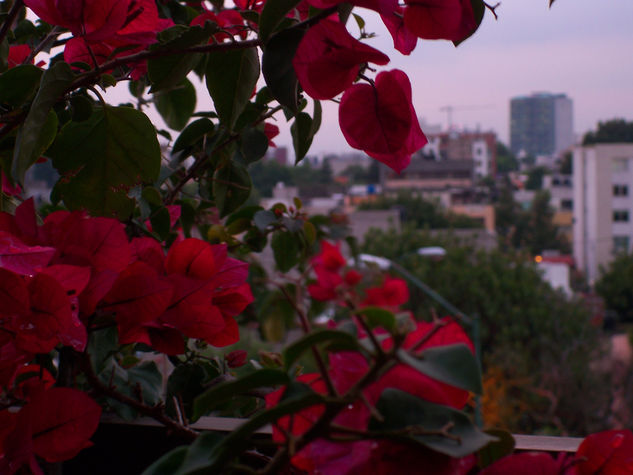 Abrazo de Flores 