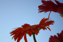 Gerberas