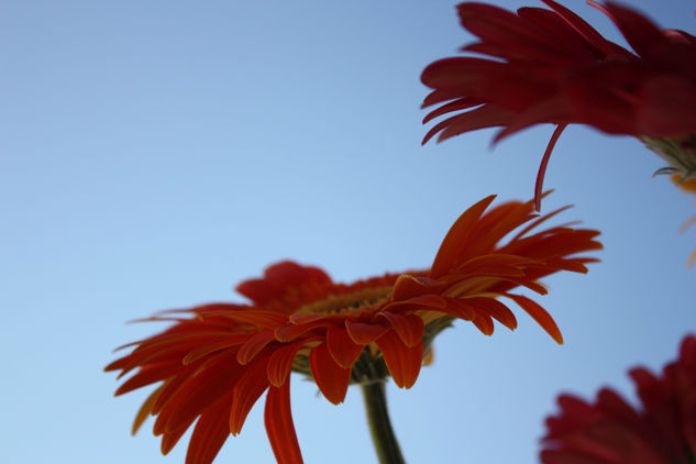 Gerberas 