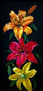 Lilies