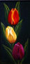 Tulipanes