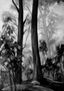 bosque en blanco y negro