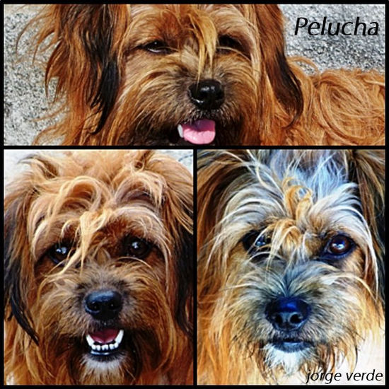 2010/F007 NUESTRAS MASCOTAS 3   "La perrita Pelucha" Otras temáticas Color (Digital)