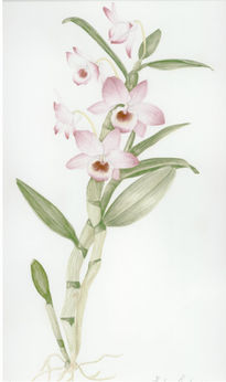 Orquidea