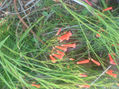 FLOR8