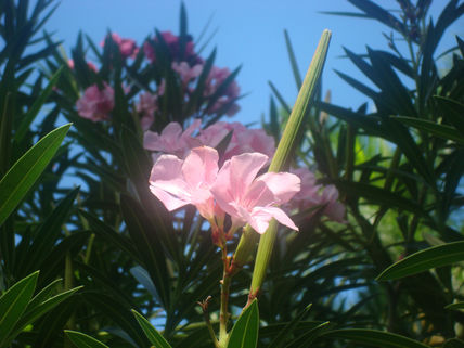 Flor5