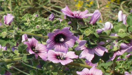 Naturaleza
