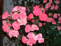 Rosas