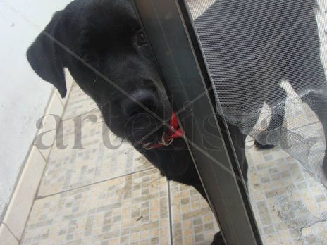 Negra