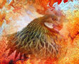 Constelación de la Gallina