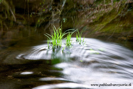 Hojas en un río