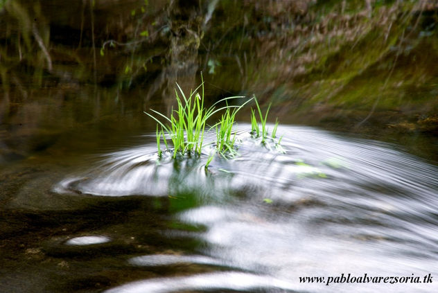 HOJAS EN UN RÍO