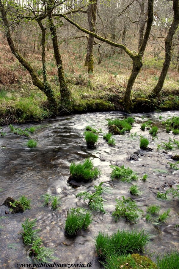 HOJAS EN UN RÍO II