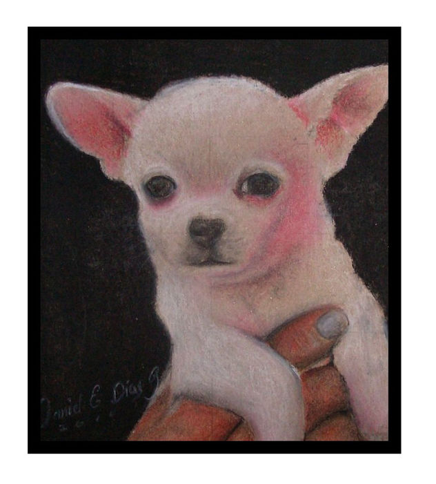 chiguagua blanco