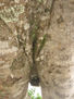 el sentimiento  del arbol