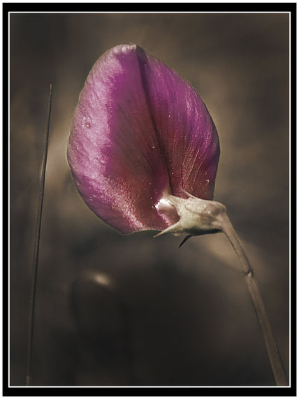 Flor acabada