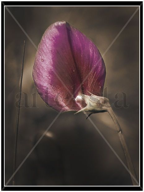 Flor acabada