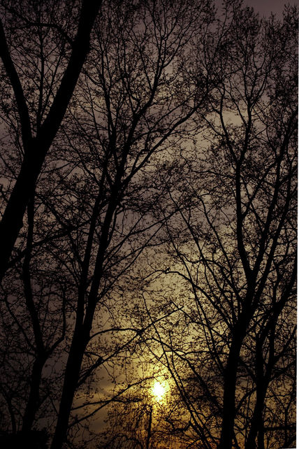 En los árboles 2