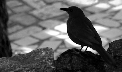 Corvo Negro
