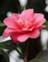 Camelia