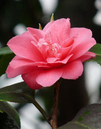Camelia