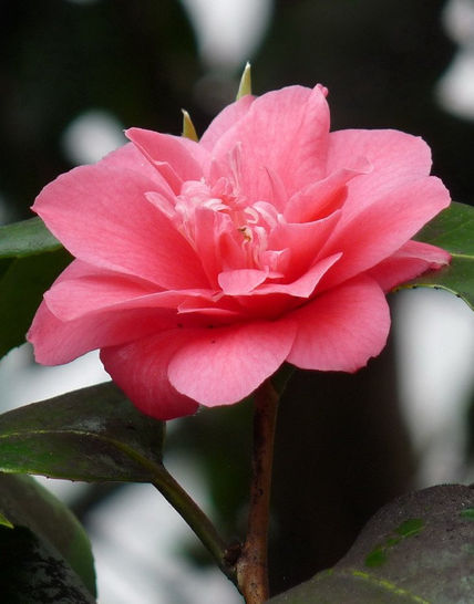 Camelia