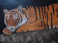 Tigre